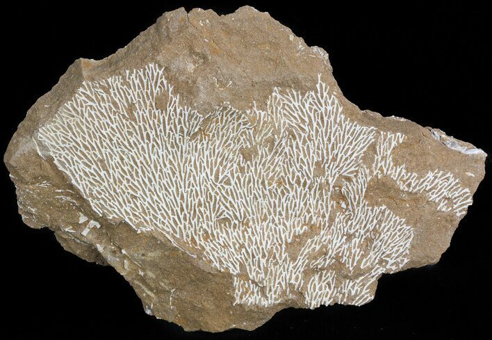 Ordovician Bryozoans (Chasmatopora) Plate - Estonia #47449